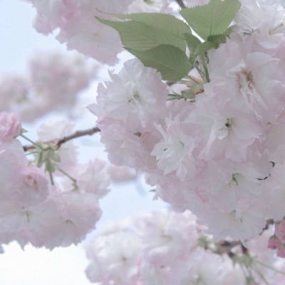 原创兽设世界观设计思路兽圈群